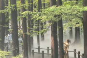 今夏消暑纳凉好去处 植物园樱桃沟水杉林