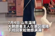 山东大鹅"下班打卡"走红网络